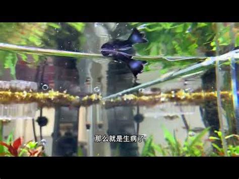 死魚 處理|【死魚怎麼處理】寵物愛魚昇天！死魚怎麼處理才健康又環保？